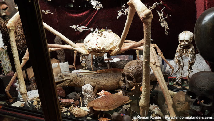 Kuriositätenkabinett London Viktor Wynd Museum