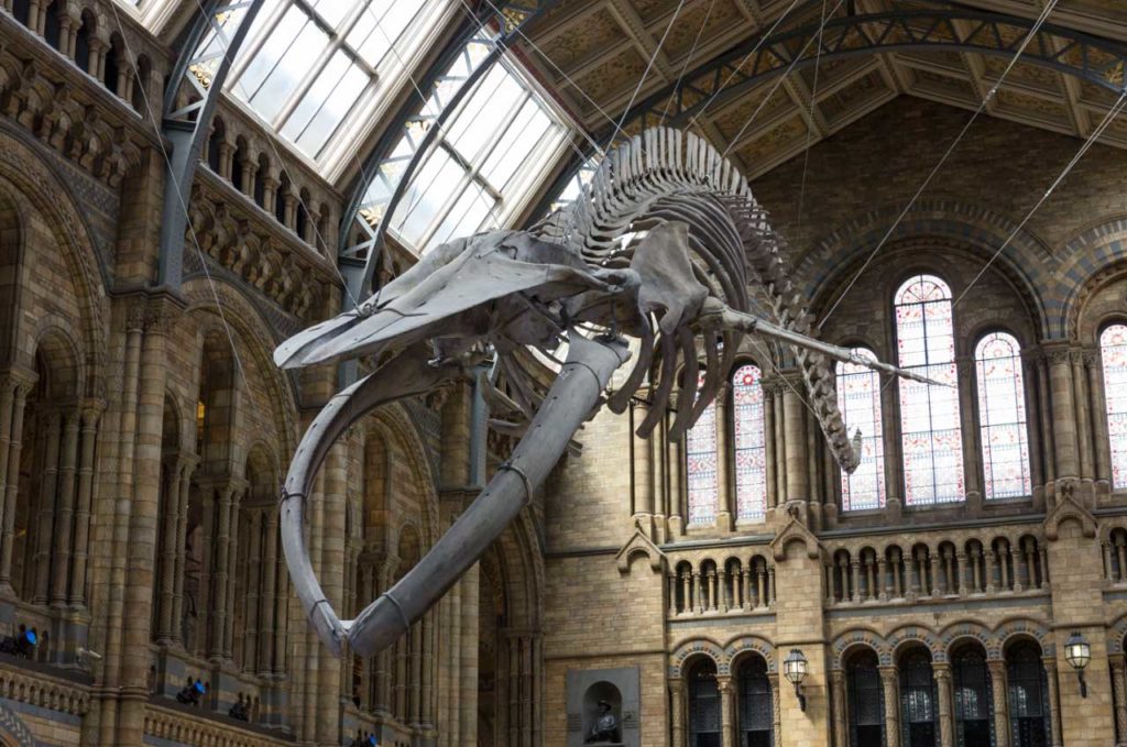 Natural History Museum Naturwissenschten Museum London