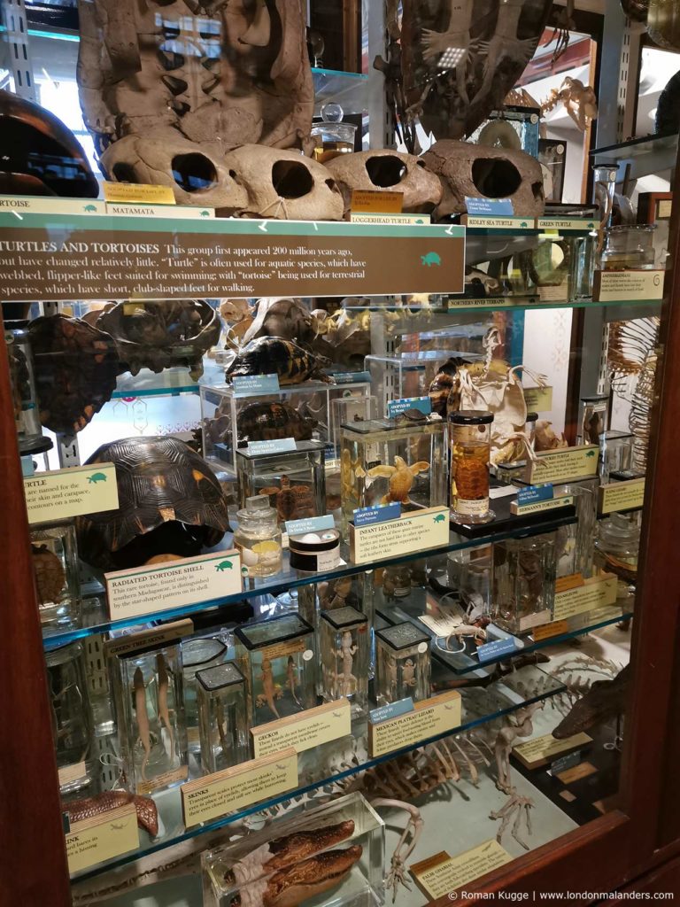 Grant Museum of Zoology London