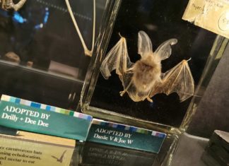 Kurios – das „Grant Museum of Zoology“ in London Grant Museum of Zoology London