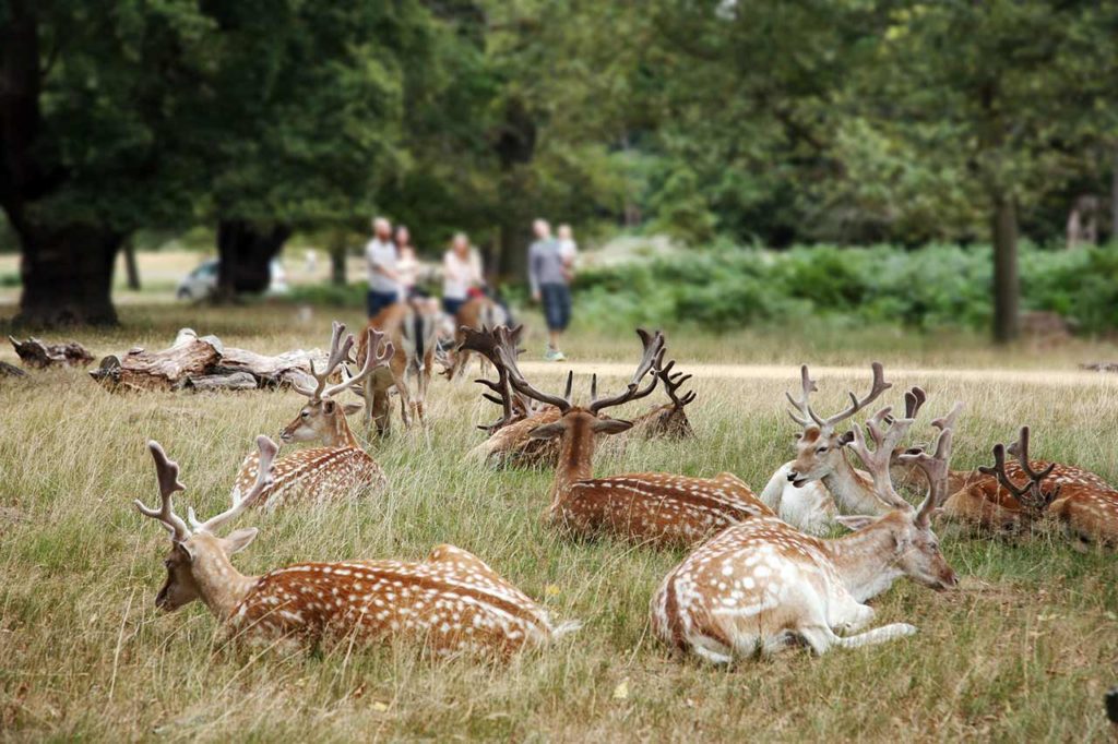 Richmond Park London
